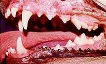 teethgood